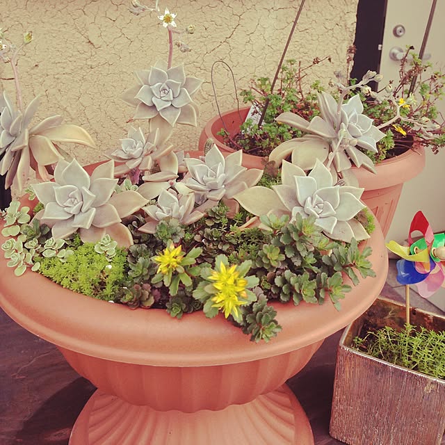 Carina52erunaさんの実例写真