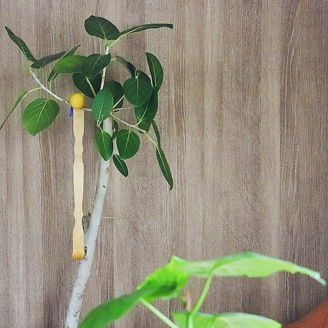 NANA-MINONさんの実例写真
