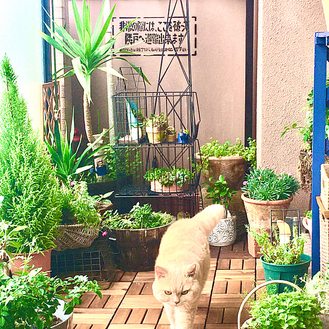 naokoさんの実例写真