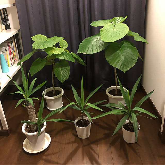 _sakumasikiさんの実例写真