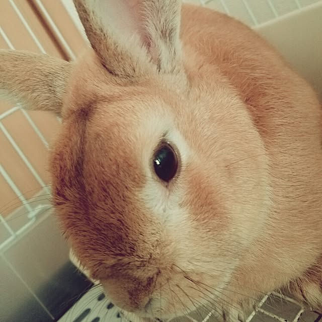 Akemiさんの実例写真