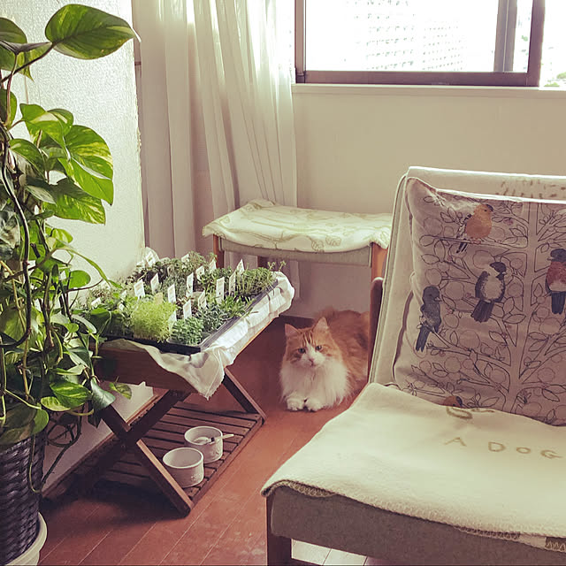 uchidaizuさんの実例写真