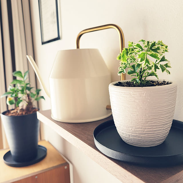 観葉植物 ポリシャスのおすすめ商品とおしゃれな実例