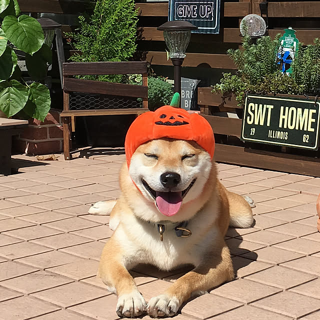 ronmaruさんの実例写真