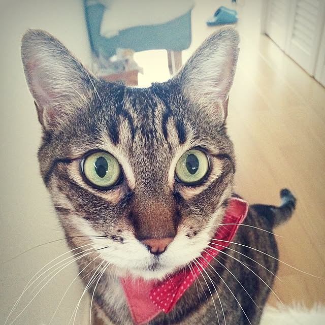lovecatさんの実例写真