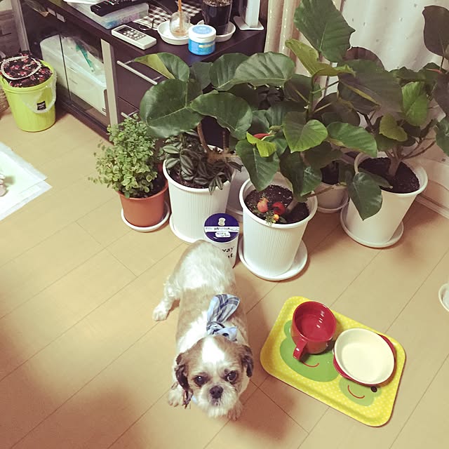 emiさんの実例写真