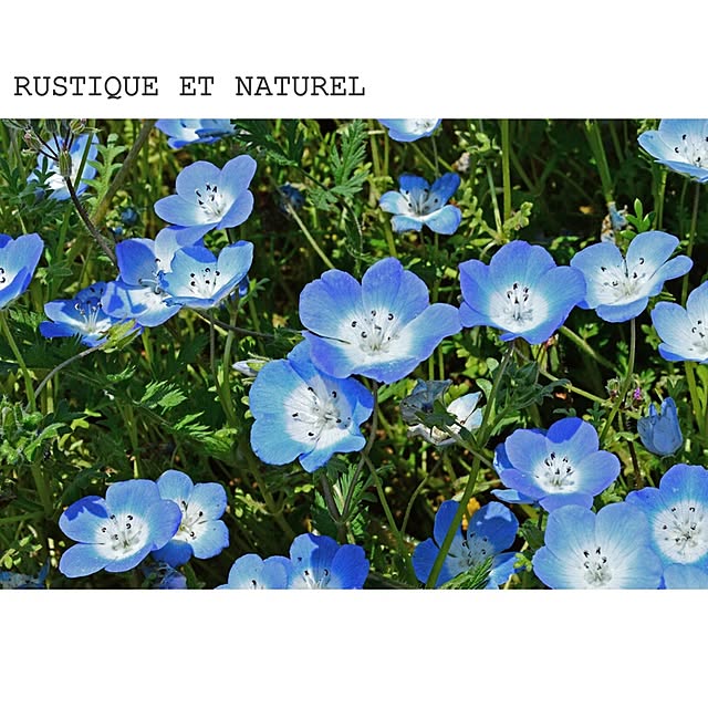 rustiqueさんの実例写真