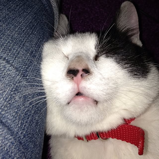 pandasyokudoさんの実例写真