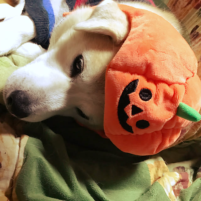 masu...さんの実例写真