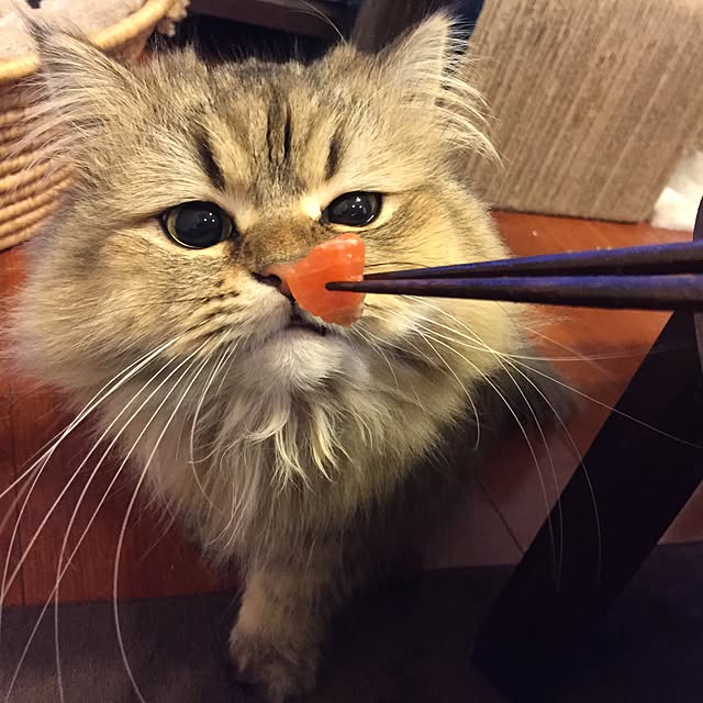 butachanさんの実例写真