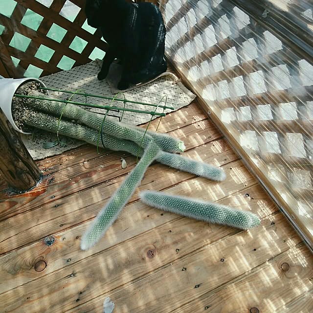 taleo07さんの実例写真