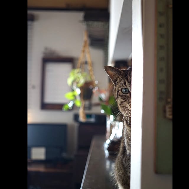 jnkaiさんの実例写真