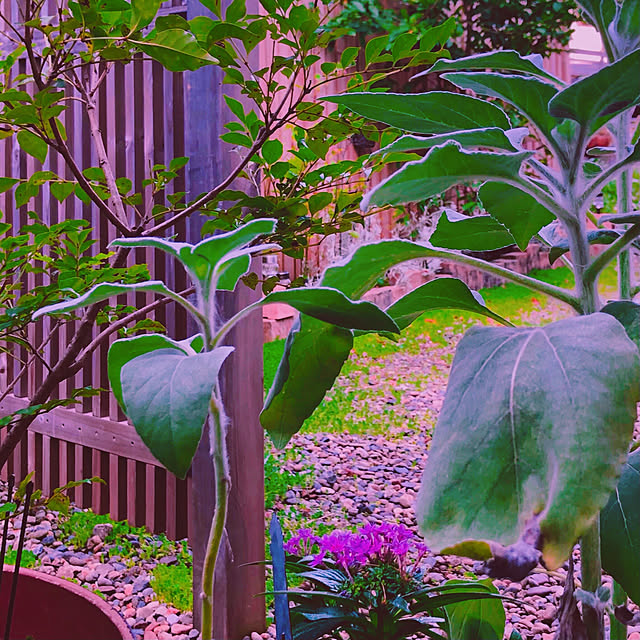 chacoさんの実例写真