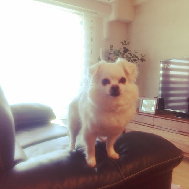 kmsc123さんの実例写真