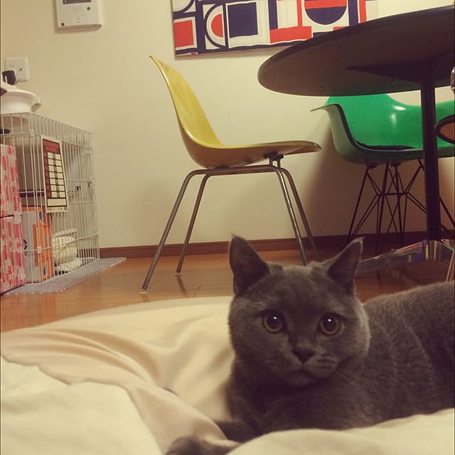 Shojiさんの実例写真