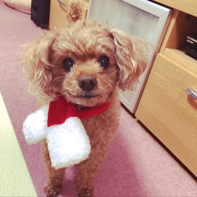 haruminさんの実例写真