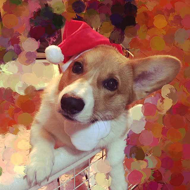 meruさんの実例写真