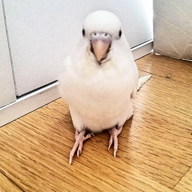 paruさんの実例写真