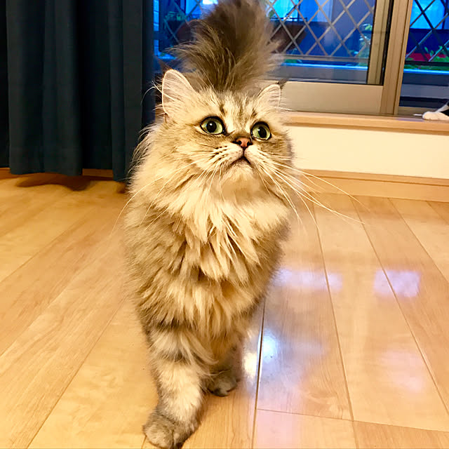 butachanさんの実例写真