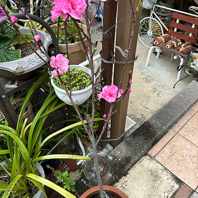 domeさんの実例写真