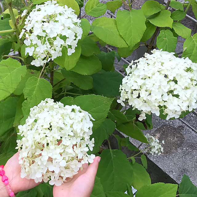 erinkoさんの実例写真