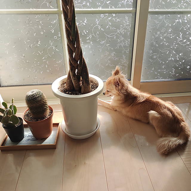 kouさんの実例写真