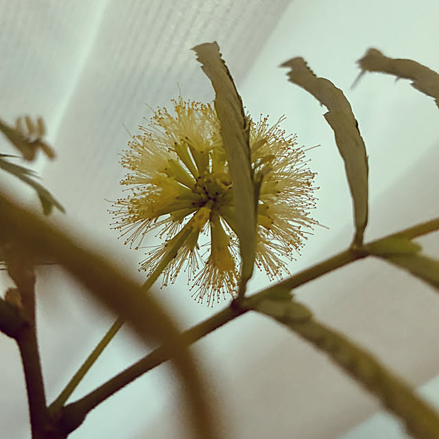 ayayayayaさんの実例写真