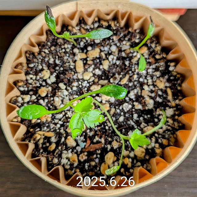 mi-saさんの部屋