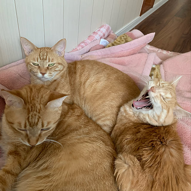 mikeume7さんの実例写真