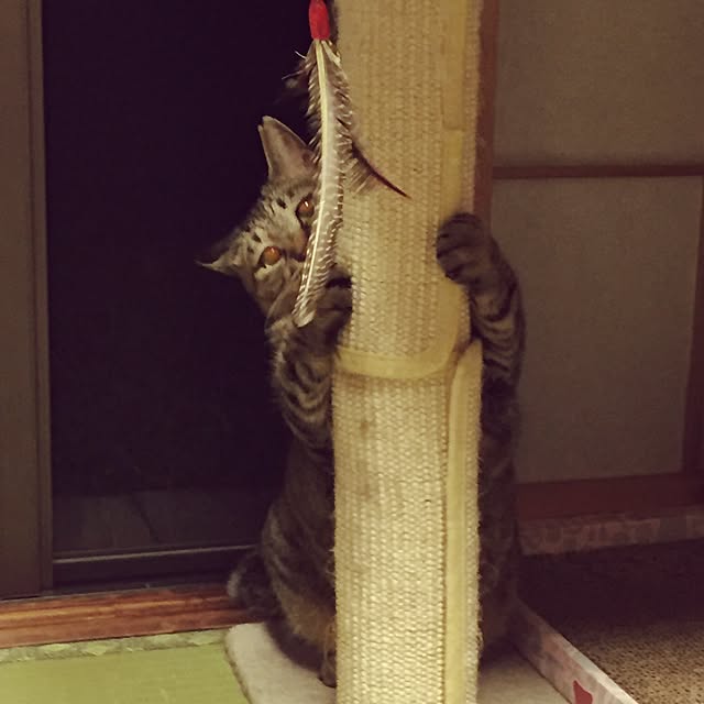 kijitoraさんの実例写真