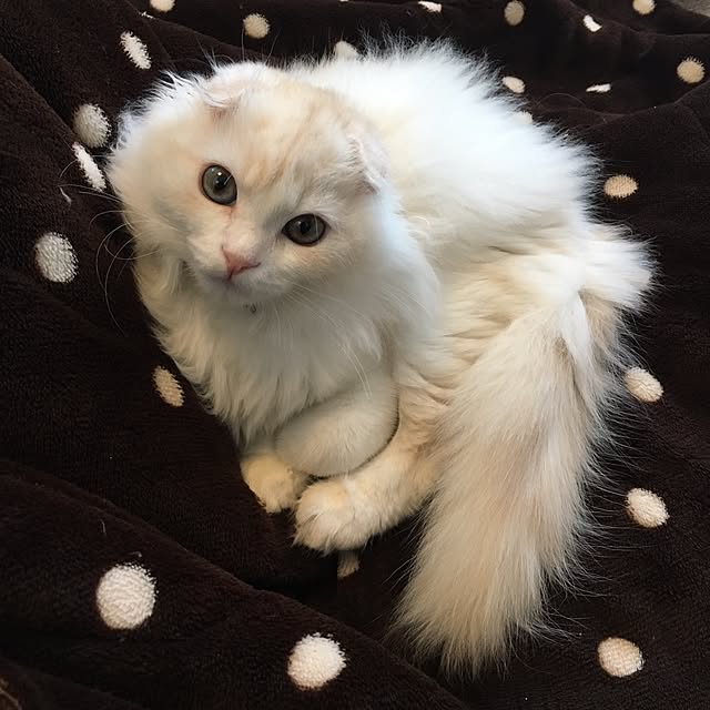luna.comさんの実例写真