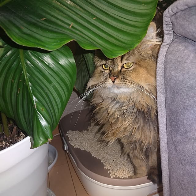 futagomamaさんの部屋