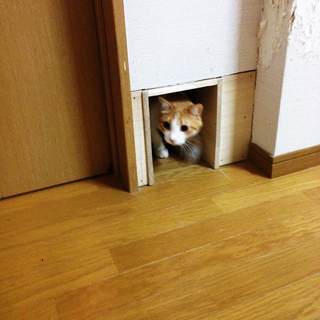 Kinanさんの実例写真