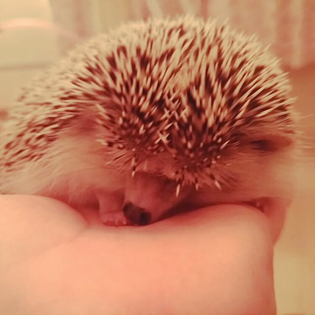 kuruさんの実例写真
