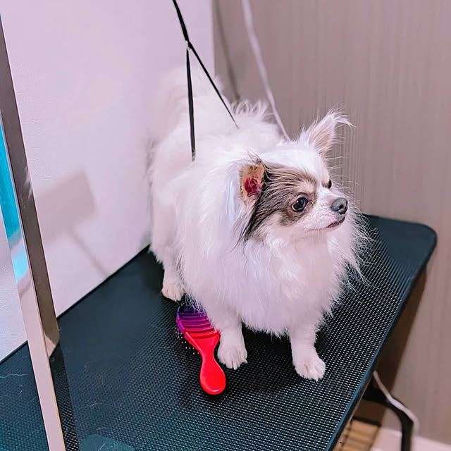 bjhorusさんの実例写真