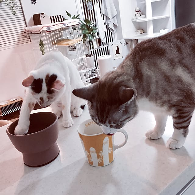 biblicatさんの実例写真