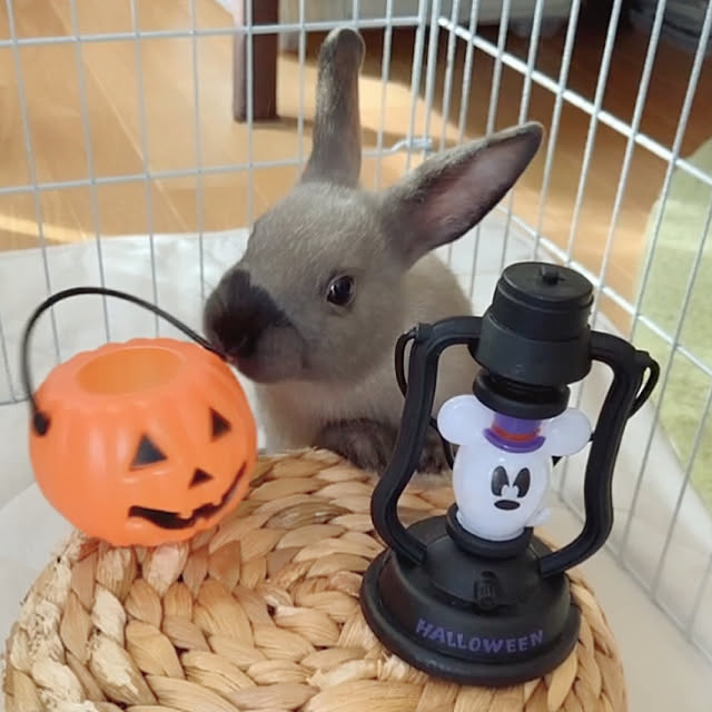 fumofumoさんの実例写真