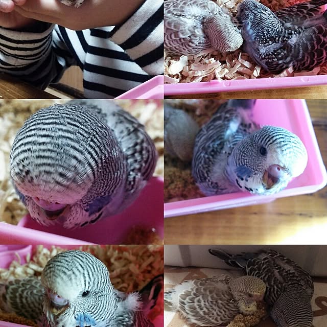 kabaoさんの実例写真