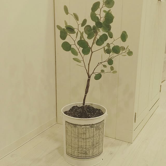 naoさんの実例写真