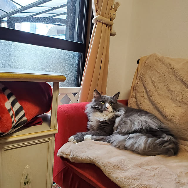 Pepperさんの実例写真