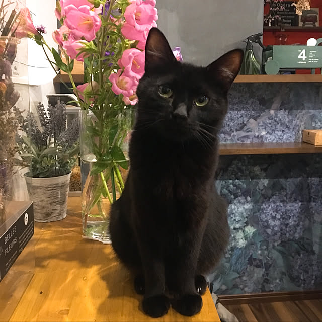 tomoさんの実例写真