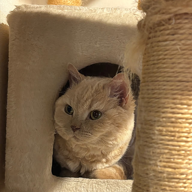 naokoさんの実例写真