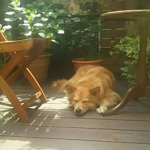 locolocoさんの実例写真
