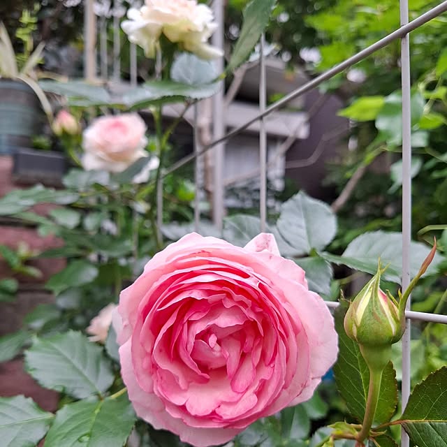 midoriさんの実例写真