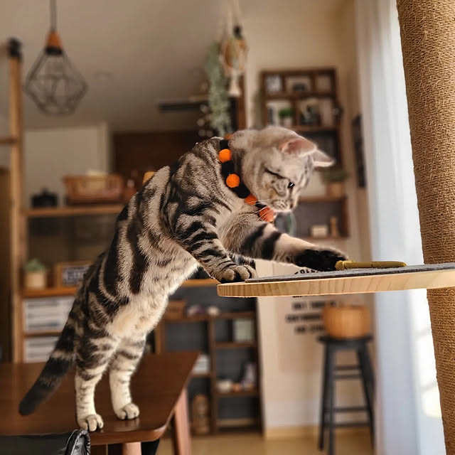lovepeaceさんの実例写真