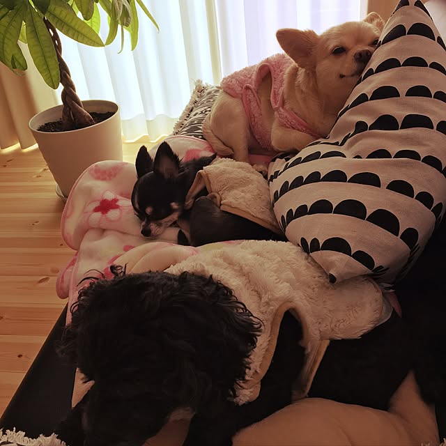 b__r__cさんの実例写真