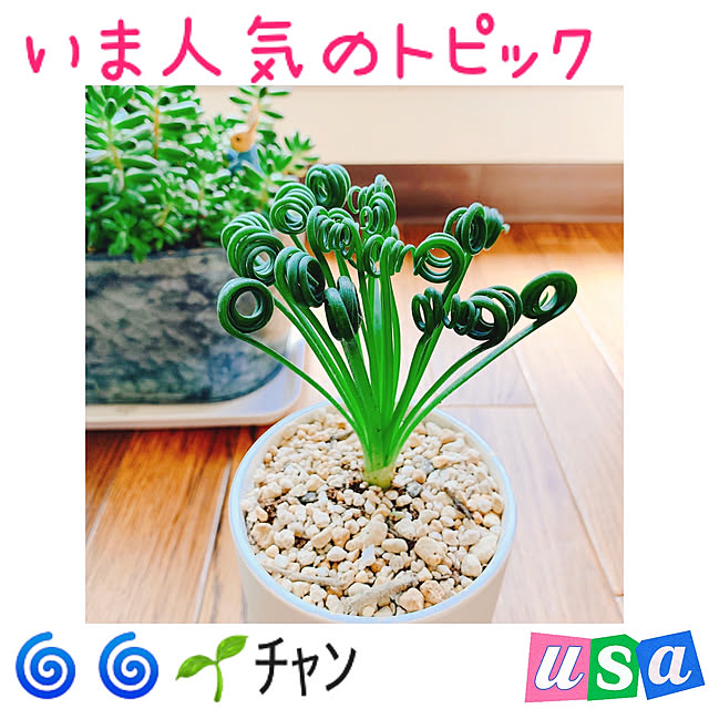 Llatte-usaさんの実例写真