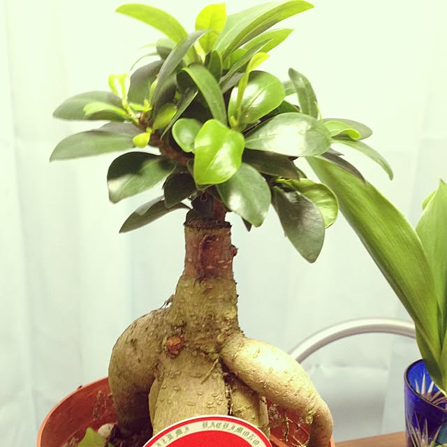 mayaさんの実例写真