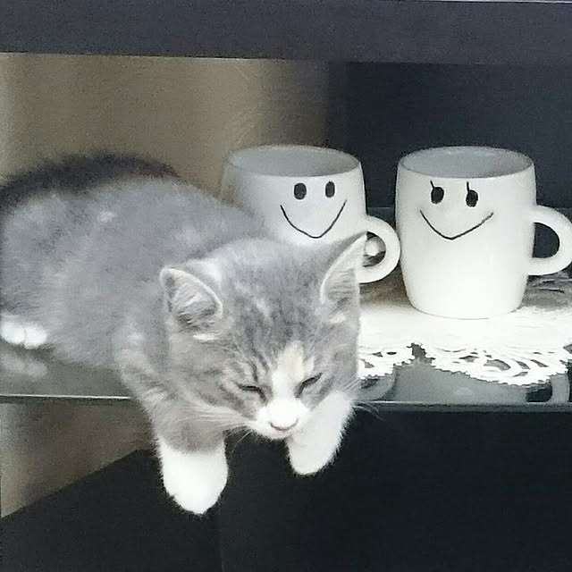 gomacoさんの実例写真