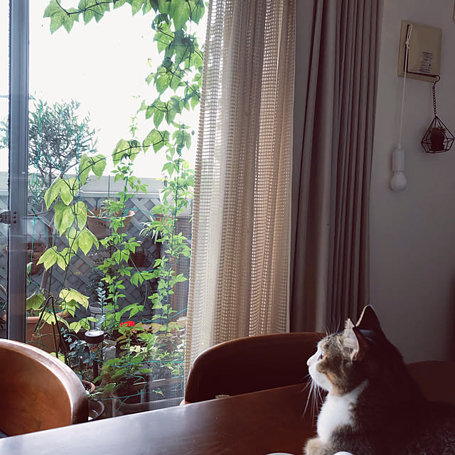 nekomiさんの実例写真